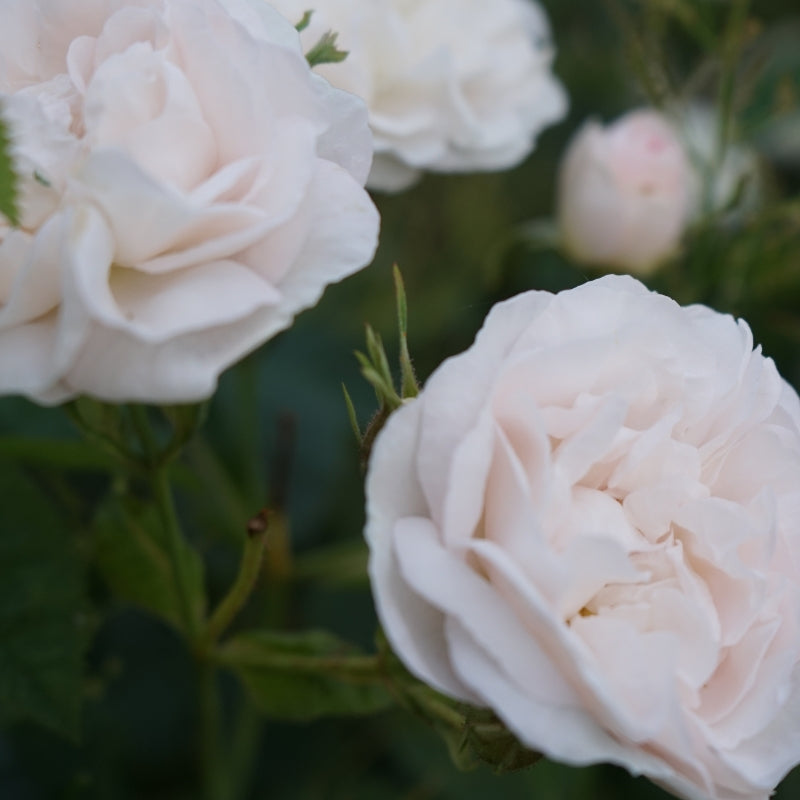 Tee Rosenduett aus weißer Albarose und Damaszenerrose