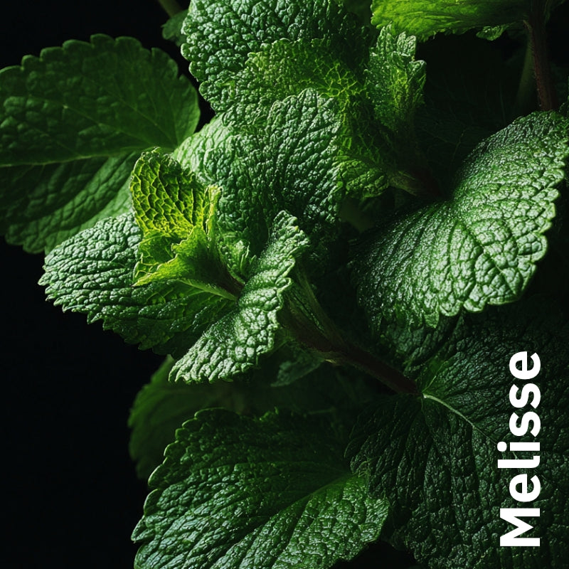 Tee Feigenbaum mit Feigenblättern, Brombeerblättern & Melisse - Nachfüllpackung