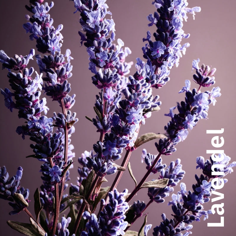 Pflegeöl Lavendel mit Süßorange