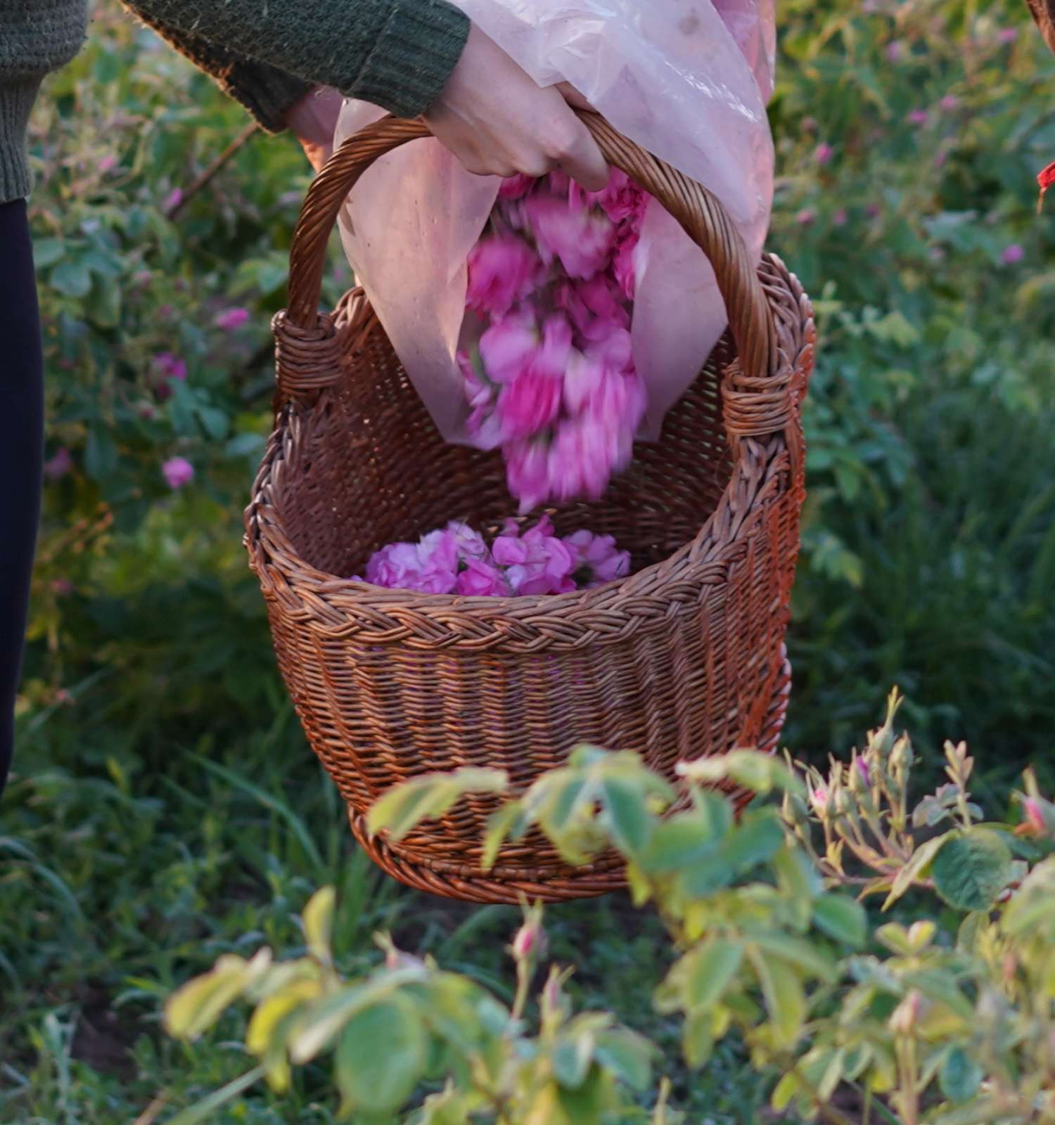 Morgens im Tal der Rosen