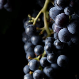 Traubenkernöl aus Vitis Vinifera Trauben aus biologischem Weinbau für natürlic