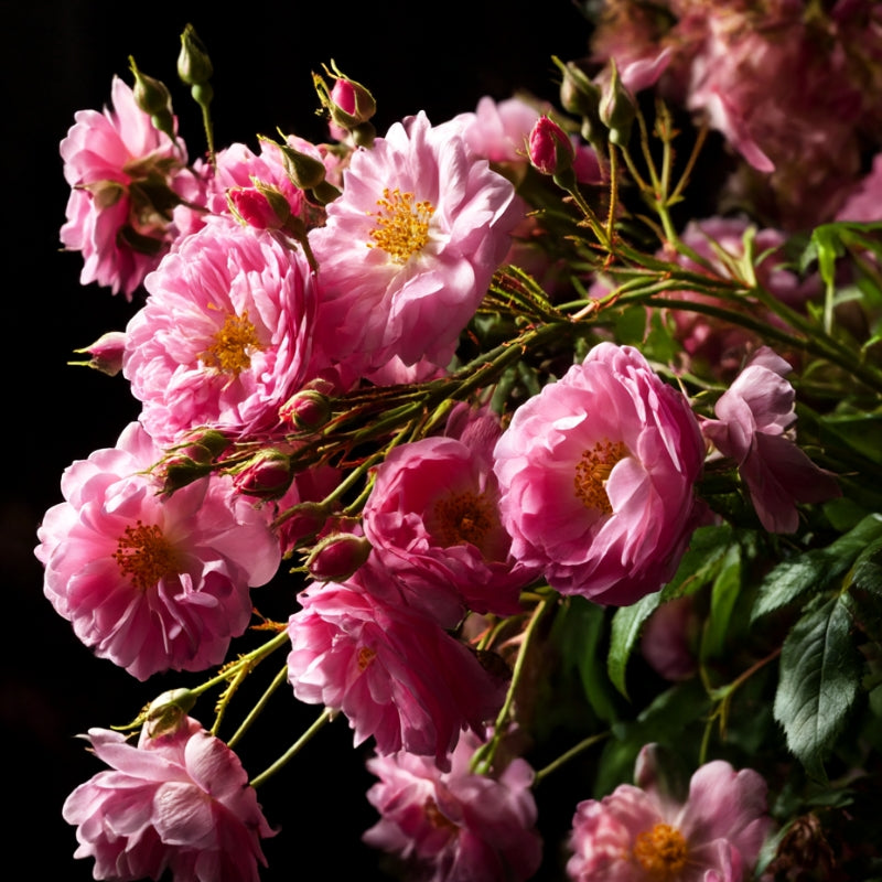 Kräutertee Rosenfeld - mit Rose, Lavendel und Pomeranze