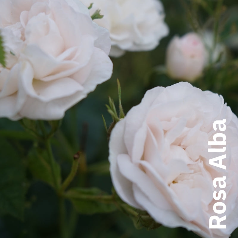 Set Bio Alba-Rosenwasser