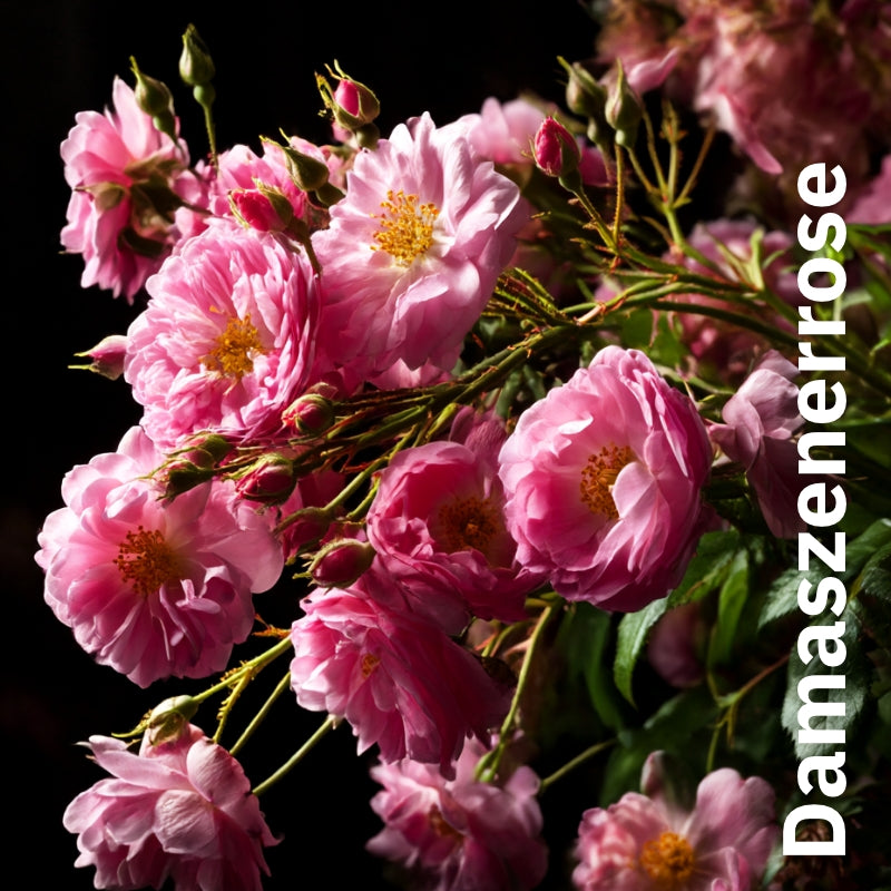 Tee Rosenfeld mit Rose, Lavendel und Pomeranze - Nachfüllbeutel