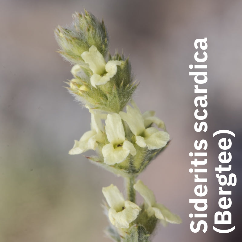 Bergtee in Rose - Nachfüllpackung