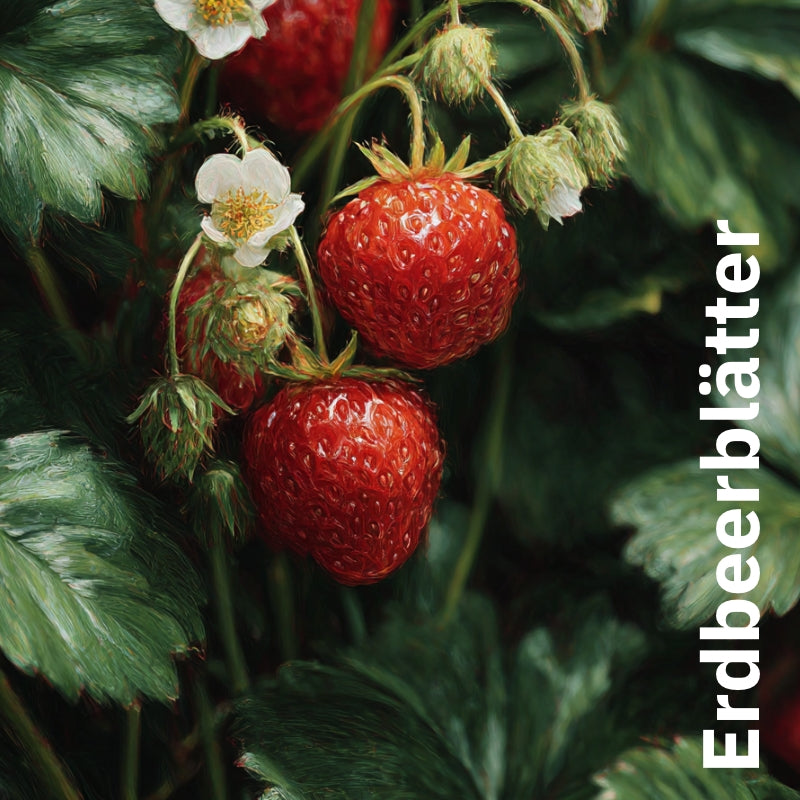 Tee Rosenfeld mit Rose, Lavendel und Pomeranze - Nachfüllbeutel