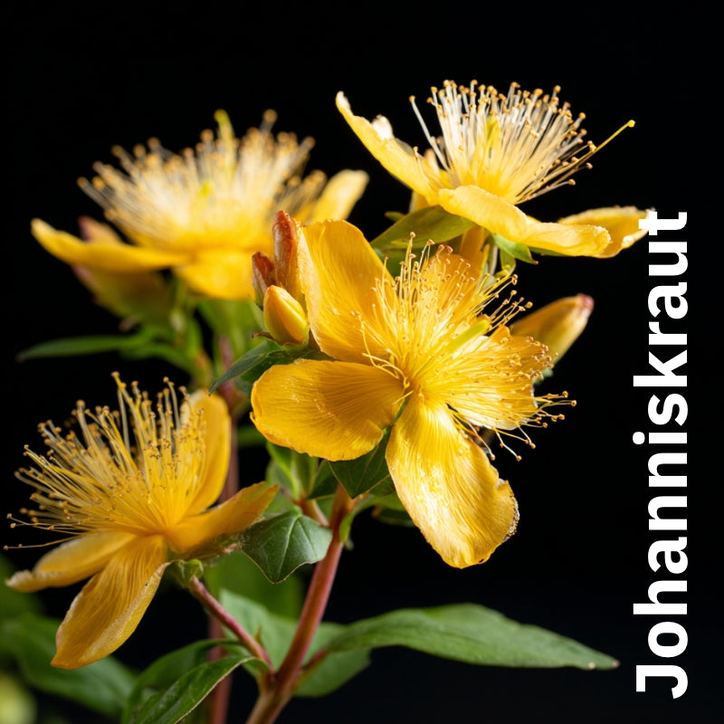 Nährender Balsam mit Johanniskraut & Rose