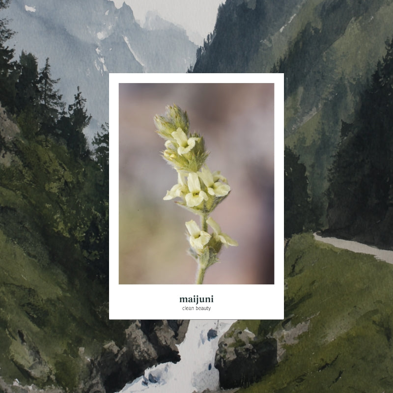 Bergtee in Rose - Nachfüllpackung