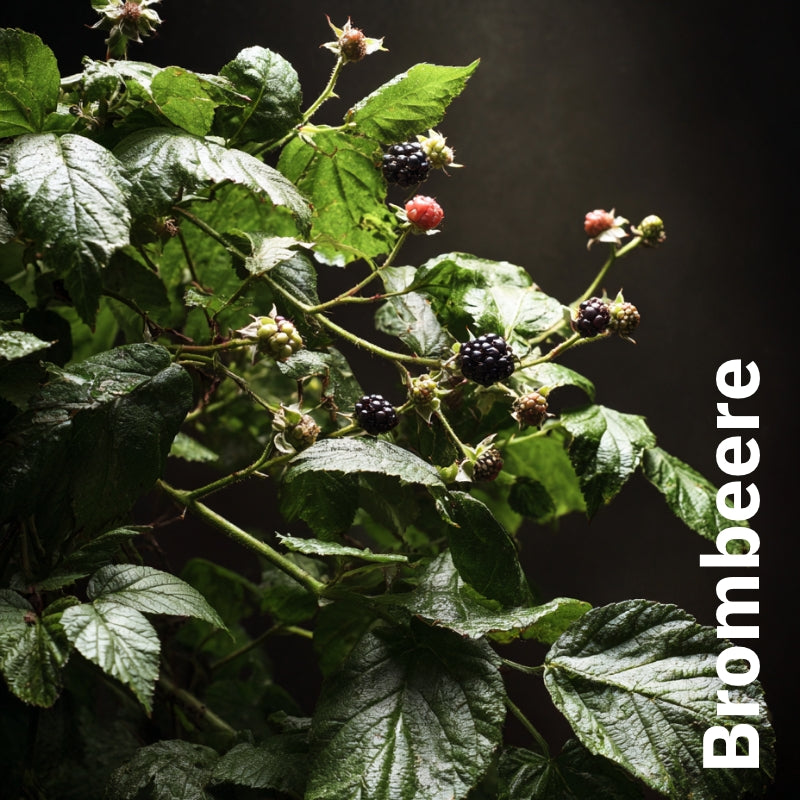 Tee Feigenbaum mit Feigenblättern, Brombeerblättern & Melisse - Nachfüllpackung