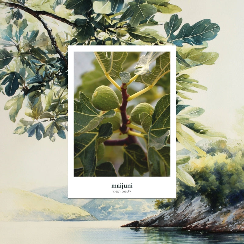 Tee Feigenbaum mit Feigenblättern, Brombeerblättern & Melisse - Nachfüllpackung