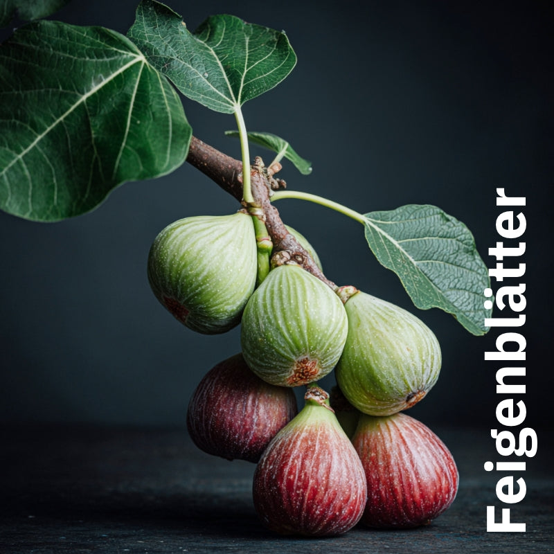 Tee Feigenbaum mit Feigenblättern, Brombeerblättern & Melisse - Nachfüllpackung