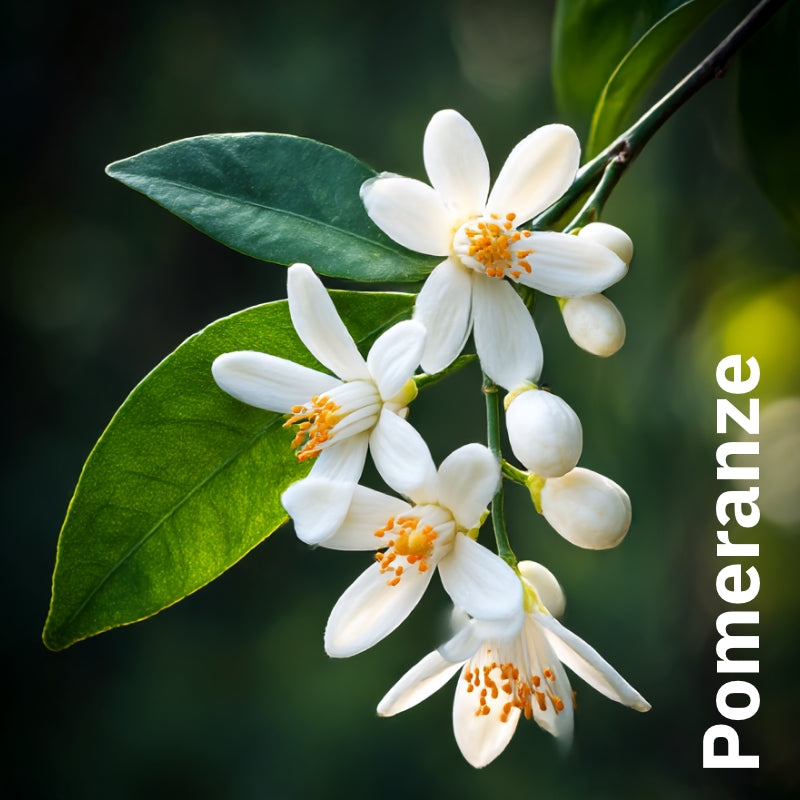 Tee Rosenfeld mit Rose, Lavendel und Pomeranze - Nachfüllbeutel