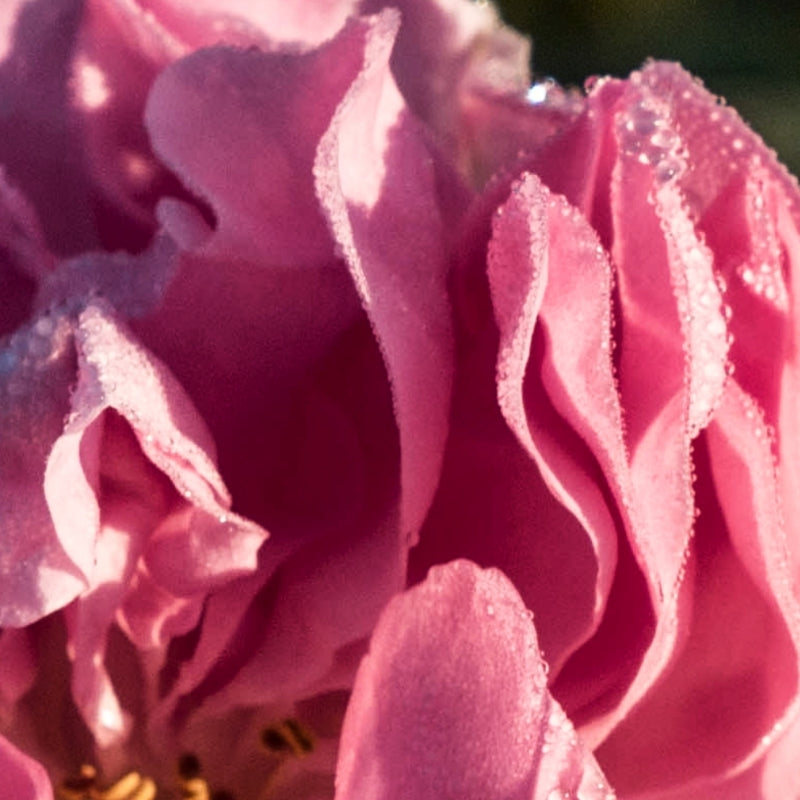 großes Set Bio Rosenwasser