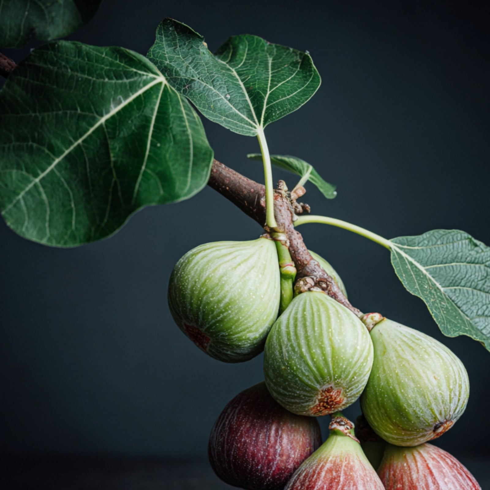 Kräutertee Feigenbaum - mit Feigenblättern, Brombeerblättern & Melisse