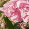 maijuni Rosenwasser Natur