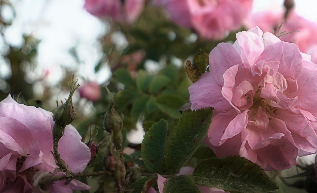 Rosa Damascena – Die Königin der Blumen