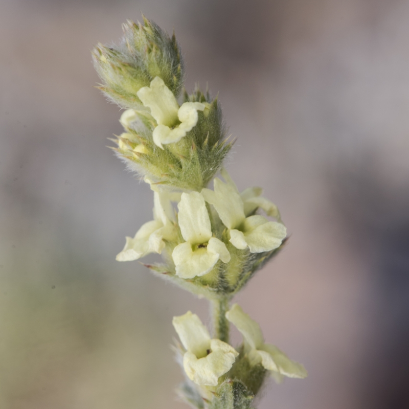 Bergtee in Rose – Bild 3