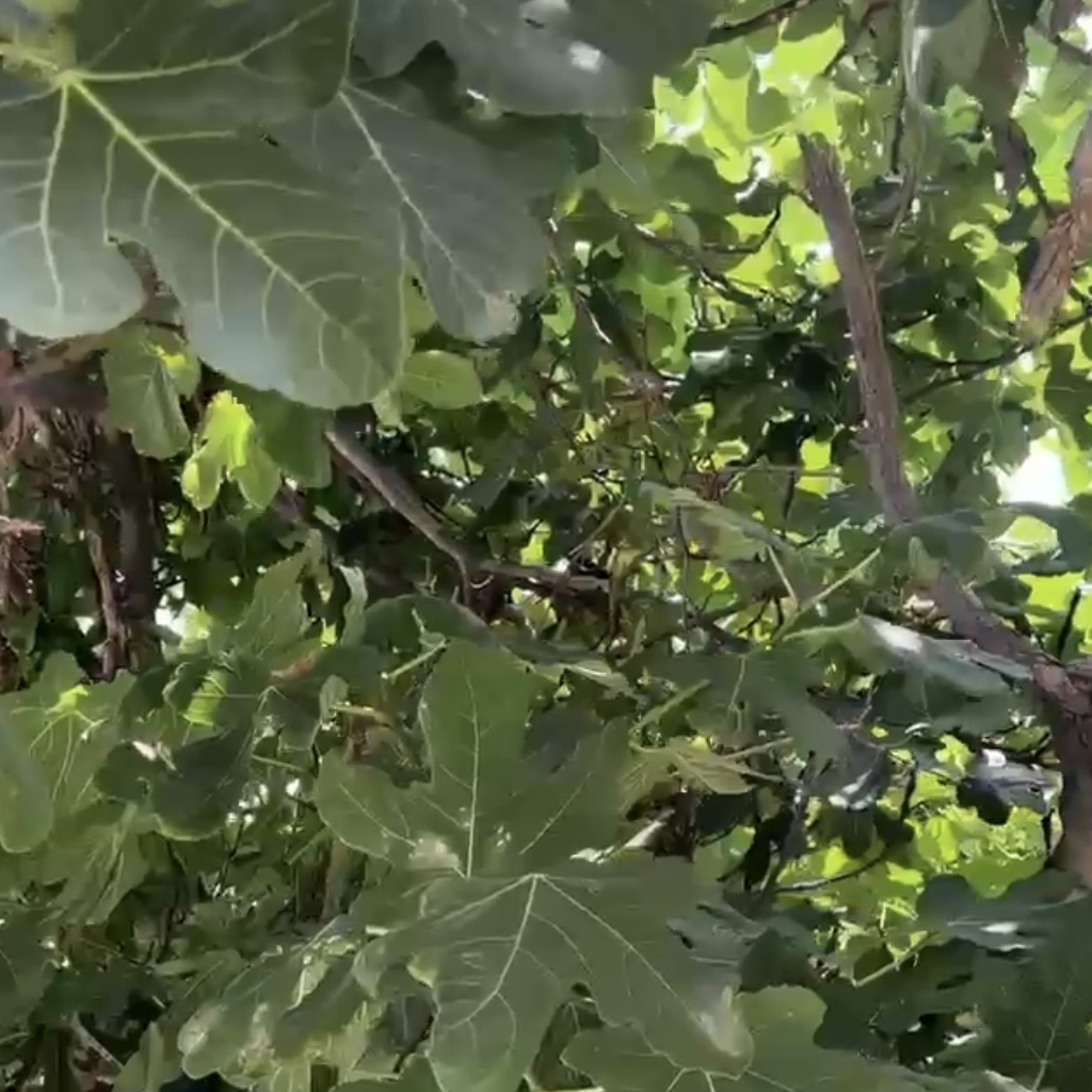 Feigenbaum