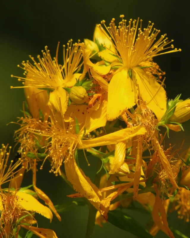 Unser Balsam vereint die Kraft von Johanniskraut, pflegendem Bienenwachs und edlem Rosenöl – für Haut, die spürt, was sie braucht. 🌿💛🌹

Johanniskraut ist bekannt für seine entzündungshemmende und regenerierende Wirkung – ideal für besonders beanspruchte oder empfindliche Haut. In Kombination mit schützendem Bienenwachs und dem zarten Duft von Rosenöl entsteht eine reichhaltige Pflege, die selbst extrem trockene Stellen intensiv nährt: 💧
Ob spröde Lippen, raue Ellenbogen oder trockene Hände – unser Balsam schenkt spürbare Erleichterung und langanhaltende Geschmeidigkeit.

#Johanniskraut #Naturbalsam #Hautpflege #Trockenhaut #CleanBeauty #Naturkosmetik #Bienenwachs #Rosenöl #SanftePflege #Kräuterliebe