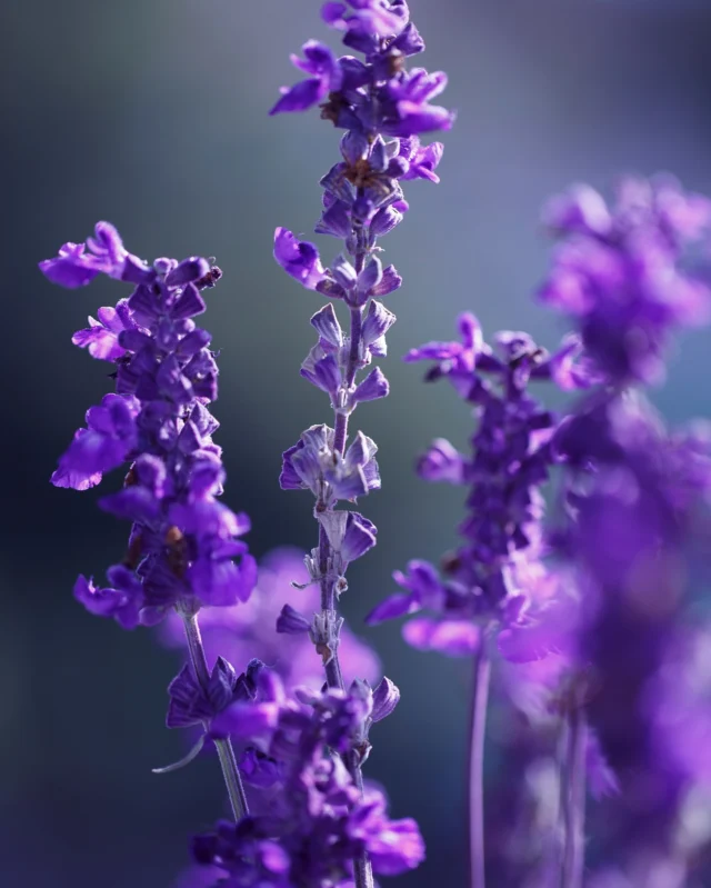 Wenn im Juni bis August der Lavendel in voller Pracht steht, fangen wir bei maijuni seine beruhigende Magie ein. Unser neues Körperöl vereint kostbares Lavendelöl mit einem Hauch Süßorange – für entspannte Sommermomente auf der Haut.⁠
⁠
💜 Lavendel beruhigt die Haut
💜 entspannt die Sinne
💜 fördert die Regeneration
⁠
Der zarte Duft wirkt ausgleichend, hilft zur Ruhe zu kommen – ideal auch für werdende Mamas. In Kombination mit Mandelöl und Jojobawachs entsteht ein schnell einziehendes, feuchtigkeitsspendendes Pflegeöl, das die Haut schützt und pflegt. Natürlich. Sanft. Wohltuend.⁠
⁠
✨ Der Sommer ist da – spür ihn auf deiner Haut. ✨
#maijuni #Lavendelöl #Naturkosmetik #Selfcare #Schwangerschaftspflege #Sommerpflege #Aromatherapie #Hautpflege #Lavendelliebe #BeruhigungFürDieHaut