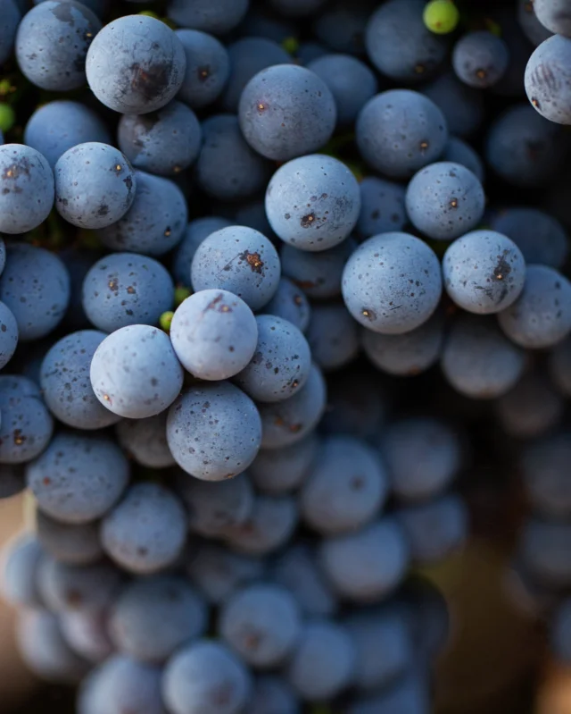 100% naturreines, kaltgepresstes Traubenkernöl aus den stark antioxidativen Rebsorten Syrah, Mavrud & Cabernet Sauvignon – ein wahres Multitalent für deine Hautpflege:

✔️ Ideal bei Akne, fettiger & Mischhaut
✔️ Wirkt entzündungshemmend & beruhigt Rötungen
✔️ Starke Anti-Aging-Power dank Polyphenolen (OPC)
✔️ Unterstützt die Zellerneuerung & regeneriert die Haut
✔️ Fördert ein ebenmäßiges Hautbild
✔️ Zieht schnell ein & verstopft nicht die Poren
✔️ Hoher Linolsäure-Gehalt gegen Verhornung
✔️ Ohne Konservierungsstoffe & Zusätze
🌿 In UV-Glas für langanhaltende Frische

💚 Deine natürliche Pflege – direkt aus der Traube. #maijuni #traubenkernöl #summer #essential #oil