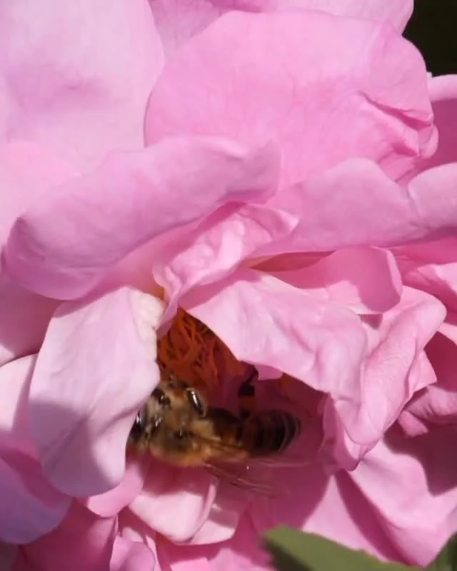 Ein zarter Tanz der Natur: Eine Biene schmiegt sich in die duftende Damaszenerrose – ein Anblick, der uns im bulgarischen Rosental verzaubert. #rose #natur #cleanbeauty #maijuni #skincare #maijunicosmetics #naturkosmetik #hautpflege #beyondorganic #rosen