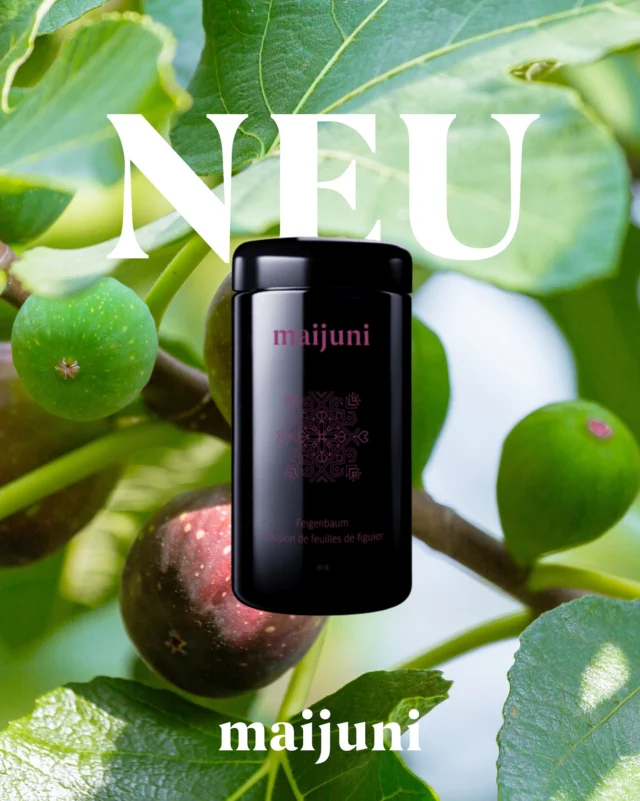 Feigenbaum Tee – Ein Herzensprojekt // ab jetzt in unserem Shop erhältlich!

Als Kind habe ich meine Großmutter jeden Morgen im Garten beobachtet, wie sie frische Feigenbaumblätter, Brombeerblätter und Melisse pflückte. Sie bereitete daraus einen Tee zu, der für mich immer nach Sommer, Geborgenheit und Liebe geschmeckt hat. Dieses Ritual war ein ganz besonderer Moment, den sie von Generation zu Generation weitergegeben hat – und jetzt möchte ich dieses Stück Kindheit auch mit Euhch teilen.

Mein Feigenbaum Tee ist eine sorgfältig zusammengestellte Kräutermischung, die genau diese Erinnerungen und Gefühle in deine Tasse bringt. Sanft, natürlich und voller Wärme.

Ich glaube daran, dass dieser Tee dir nicht nur den Geschmack von Heimat schenkt, sondern auch eine sanfte Unterstützung für deinen Blutzucker und dein Energielevel sein kann.* Gönn dir 1-2 Tassen täglich und lass dich von diesem kleinen Stück Garten-Glück verzaubern.

Eure Diana

*Bitte sprich bei Diabetes oder Einnahme von blutzuckersenkenden Medikamenten vorher mit deinem Arzt oder Heilpraktiker.

#feigenbaumtee #kräutertee #kindheitserinnerung #hausmittel #natürlichgenießen #gartenglück #teezeit #sanfteunterstützung #blutzuckerbalance #melisse #brombeerblätter #feigenblatt #teegenuss #ritual #vongenerationzugeneration #teeliebhaber #gesundheitnatürlich